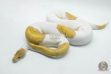 5067 1.0 BANANA BLACK PASTEL PIEBALD