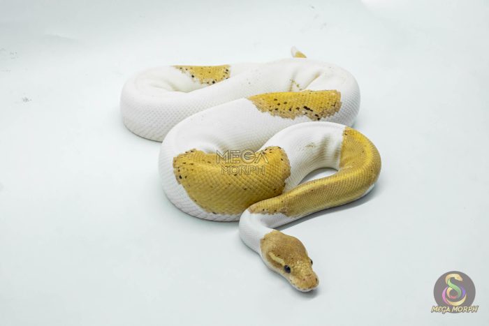5067 1.0 BANANA BLACK PASTEL PIEBALD - Image 3