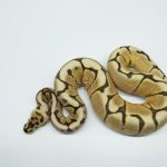 5077 0.1 SPIDER ASPHALT