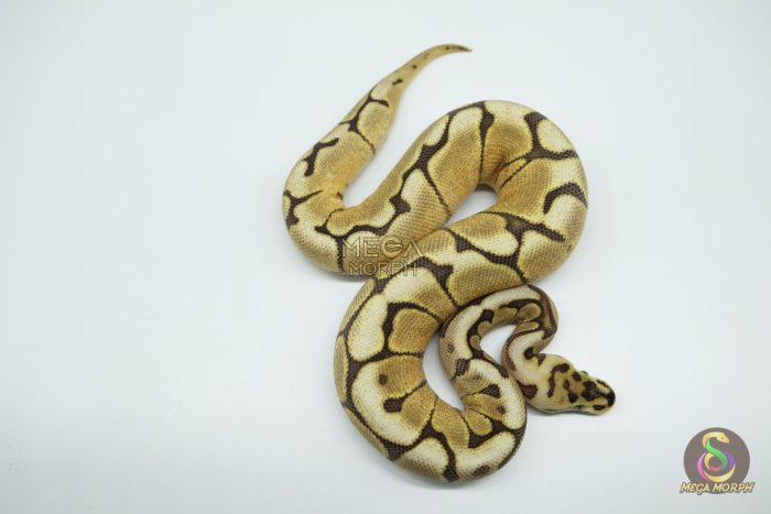 5077 0.1 SPIDER ASPHALT - Image 3