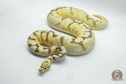 5078 0.1 ENCHI FIRE SPIDER ASPHALT