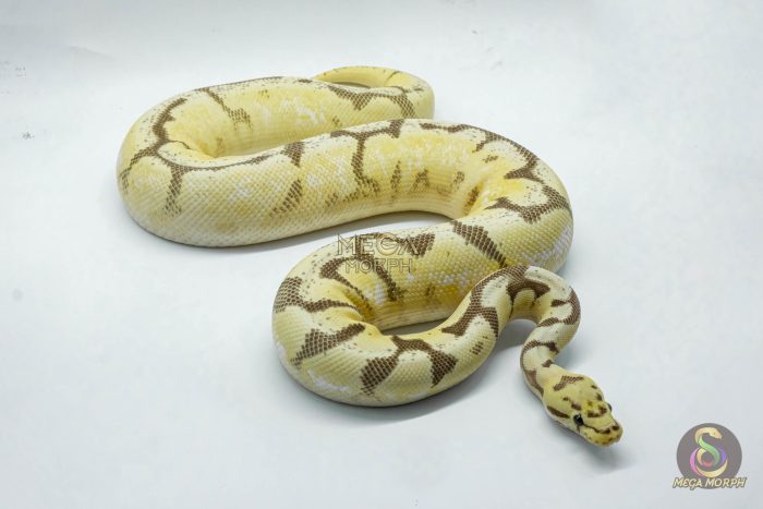 5078 0.1 ENCHI FIRE SPIDER ASPHALT - Image 2