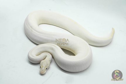 5086 0.1 ENCHI IVORY HET PIEBALD