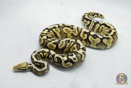 5087 0.1 PASTEL GHI SPOTNOSE YELLOW BELLY