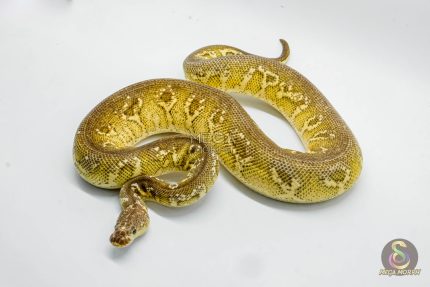 5091 1.0 BARNHART BLACK PEWTER CLOWN POSSIBLE YELLOW BELLY