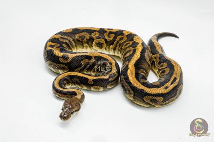 5096 0.1 BARNHART BLACK PASTEL LEOPARD 0.5 HET CLOWN
