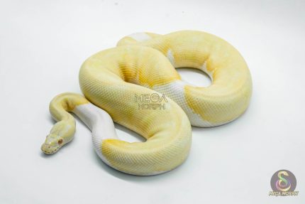 5104 1.0 ALBINO PIEBALD
