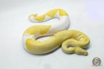 5106 1.0 ALBINO PIEBALD ENCHI - Image 2