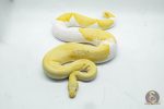 5106 1.0 ALBINO PIEBALD ENCHI - Image 3
