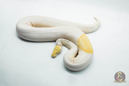 5111 0.1 ALBINO PIEBALD PINTO