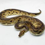 5132 0.1 CLOWN HET PIEBALD