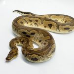 5134 1.0 CLOWN HET PIEBALD