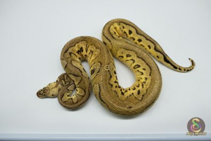 5139 1.0 CLOWN PASTEL HET PIEBALD