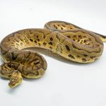 5140 1.0 CLOWN PASTEL HET PIEBALD