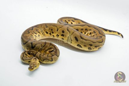 5140 1.0 CLOWN PASTEL HET PIEBALD