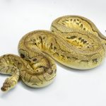 5141 0.1 CLOWN PASTEL HET PIEBALD