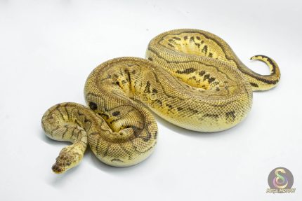 5141 0.1 CLOWN PASTEL HET PIEBALD