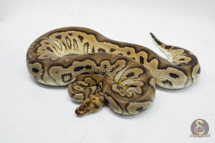5142 0.1 CLOWN PASTEL HET PIEBALD