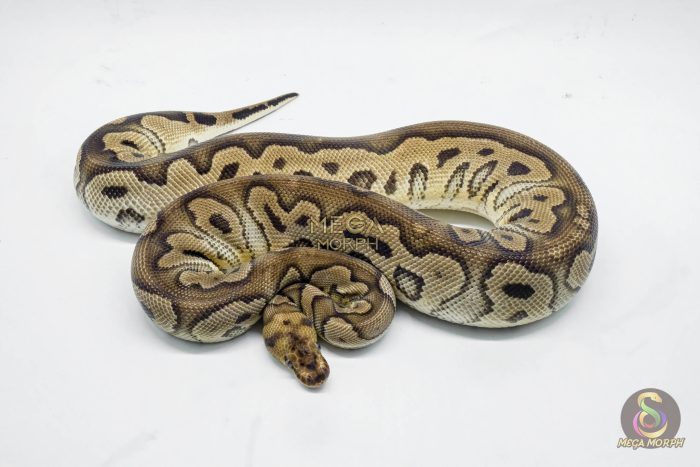 5142 0.1 CLOWN PASTEL HET PIEBALD - Image 2