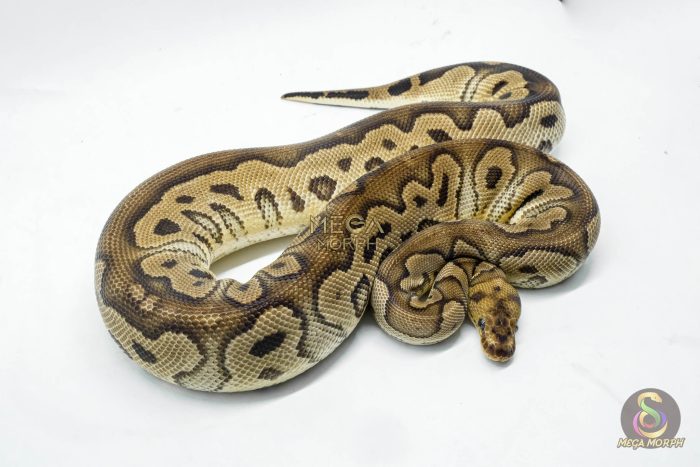 5142 0.1 CLOWN PASTEL HET PIEBALD - Image 3