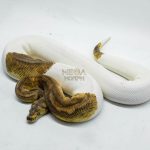 5143 0.1 CLOWN PIEBALD