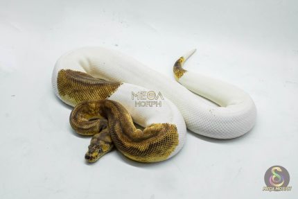 5143 0.1 CLOWN PIEBALD