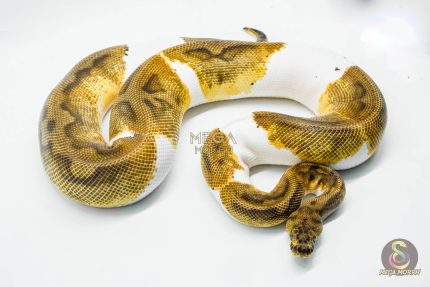 5144 0.1 CLOWN PIEBALD