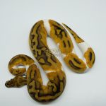 5145 0.1 CLOWN PIEBALD