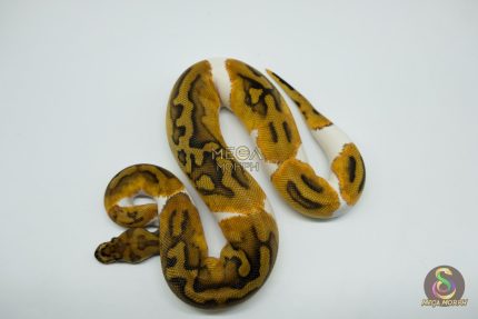 5145 0.1 CLOWN PIEBALD