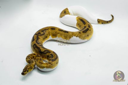 5146 0.1 CLOWN PIEBALD