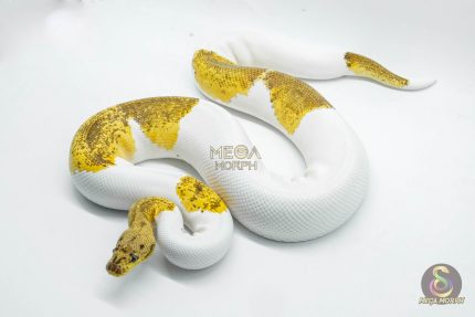 5148 1.0 CLOWN PIEBALD PASTEL