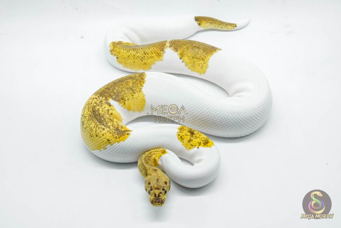 5148 1.0 CLOWN PIEBALD PASTEL - Image 3