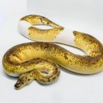 5149 0.1 CLOWN PIEBALD PASTEL