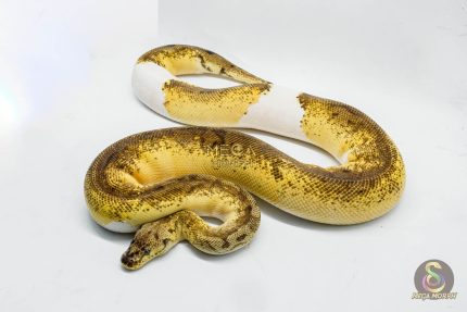 5149 0.1 CLOWN PIEBALD PASTEL