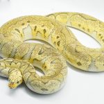 5150 0.1 CLOWN SUPER PASTEL