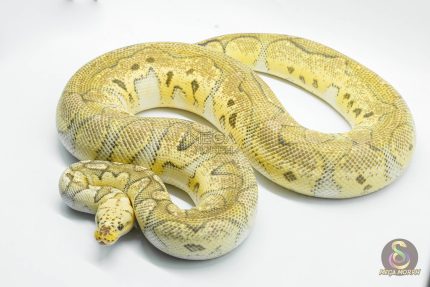 5150 0.1 CLOWN SUPER PASTEL