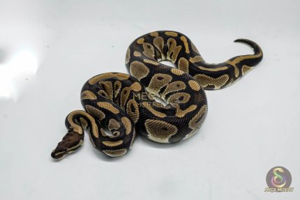 5151 0.1 DOUBLE HET CLOWN PIEBALD
