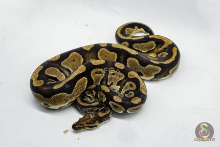 5152 0.1 DOUBLE HET CLOWN PIEBALD