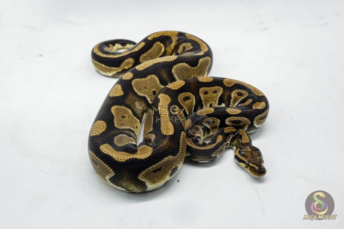 5152 0.1 DOUBLE HET CLOWN PIEBALD - Image 3