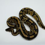 5153 0.1 DOUBLE HET CLOWN PIEBALD
