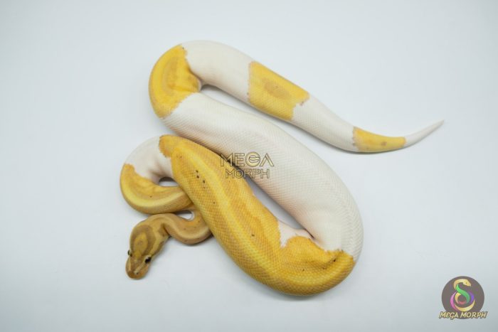 5163-1-1.jpg 5163 0.1 PIEBALD BANANA HET CLOWN - Image 1