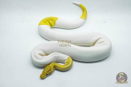 5164 1.0 PIEBALD BANANA HET CLOWN