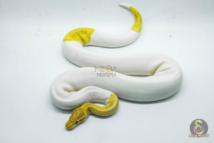 5164-1-1.jpg 5164 1.0 PIEBALD BANANA HET CLOWN - Image 1