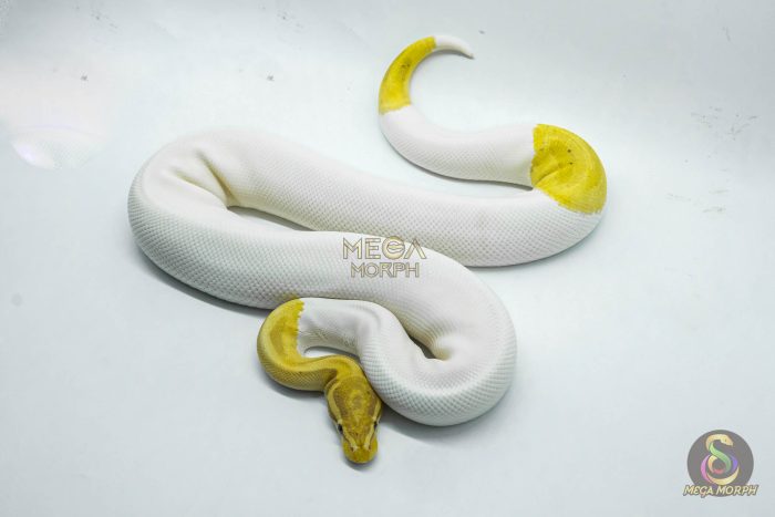 5164-2-1.jpg 5164 1.0 PIEBALD BANANA HET CLOWN - Image 2