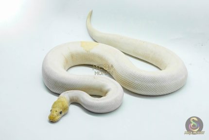 5165 1.0 PIEBALD BANANA MOJAVE POSSIBLE PASTEL