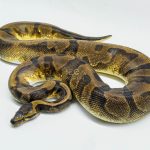 5171 0.1 PIEBALD ENCHI