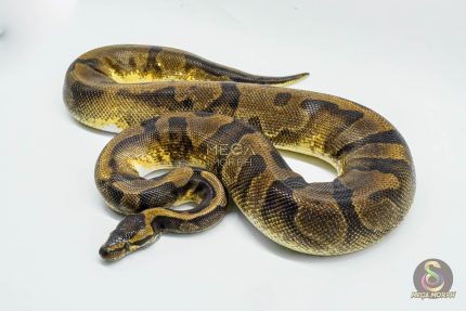 5171 0.1 PIEBALD ENCHI