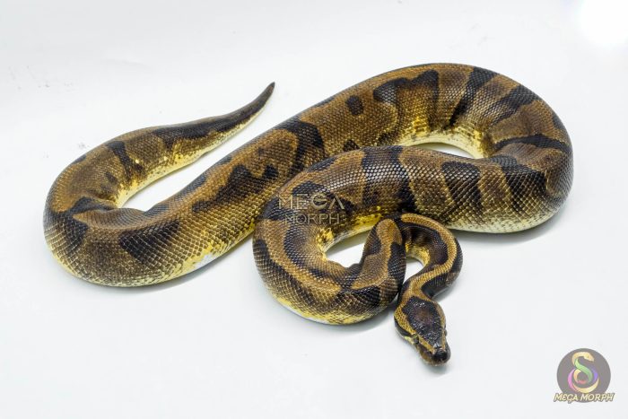 5171 0.1 PIEBALD ENCHI - Image 2