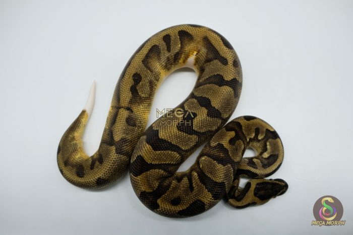 5172 0.1 PIEBALD ENCHI - Image 2