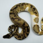 5173 0.1 PIEBALD ENCHI